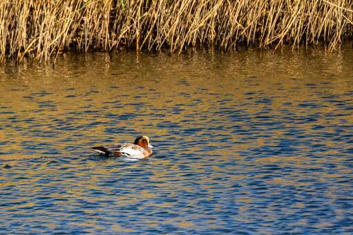 ヒドリガモ⑸ 鳥,ヒドリガモ,オスの写真素材