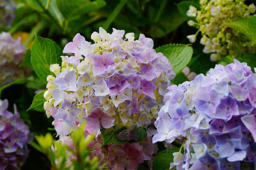 アジサイの花 紫陽花,植物,6月の写真素材