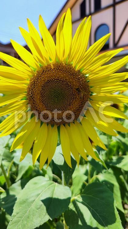 夏を抱きしめる花畑 ひまわり,洲原ひまわりの里,黄金色の花畑の写真素材
