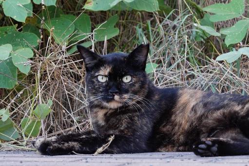 ねこ ねこの写真