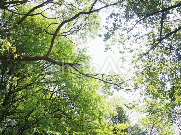 木漏れ日 空,木,植物の写真素材