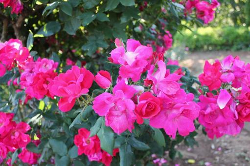 ばら203 ばら,バラ,春の写真素材