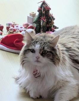 もふもふな猫のクリスマス 猫,サイベリアン,クリスマスの写真素材
