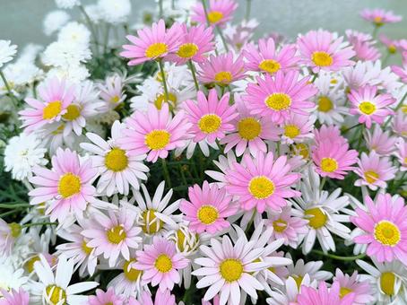 Photo, উদ্যানপালন, ফুল, পরাকাষ্ঠা, 