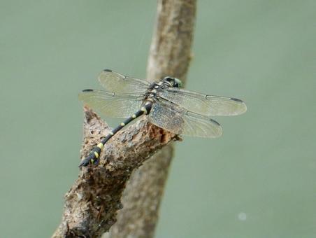 【昆虫写真】ウチワヤンマ(団扇蜻蜒) 【昆虫写真】ウチワヤンマ(団扇蜻蜒)の写真