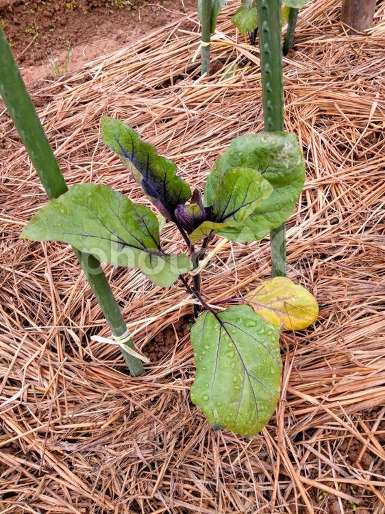 初夏の畑にて！茄子(ナス)の苗木 野菜,葉,成長の写真素材