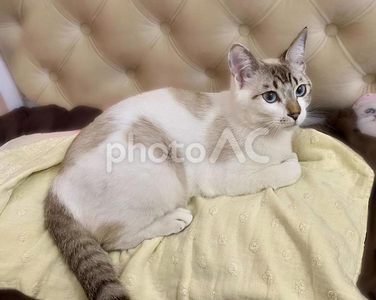 枕の上で座るシャムミックス猫さん 猫,シャムトラ,布団の写真素材