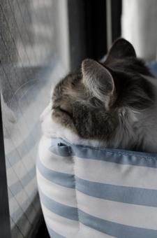 冬を眺める窓際の猫 ねこ,猫,ネコの写真素材