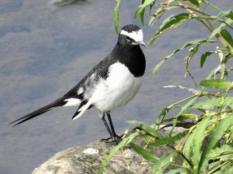 川辺に立つセグロセキレイの写真