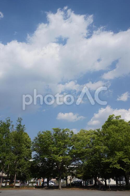 木と空 木と空 木と空,木,空の写真素材