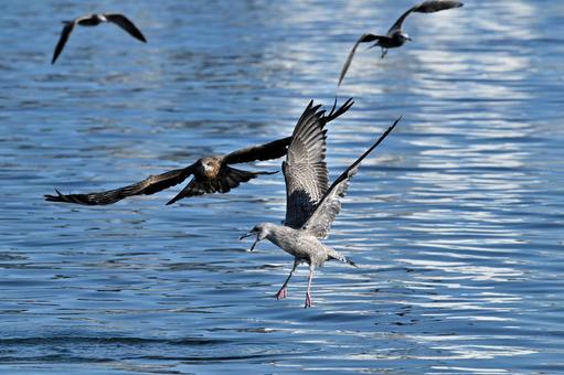 Black Kite, JPG