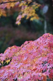 紅葉の写真