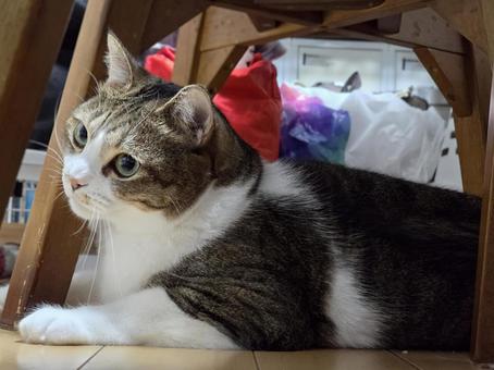 まったりする猫 まったりする猫の写真
