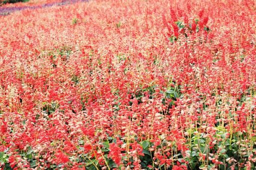 サルビアのお花畑 サルビア,お花畑,赤の写真素材