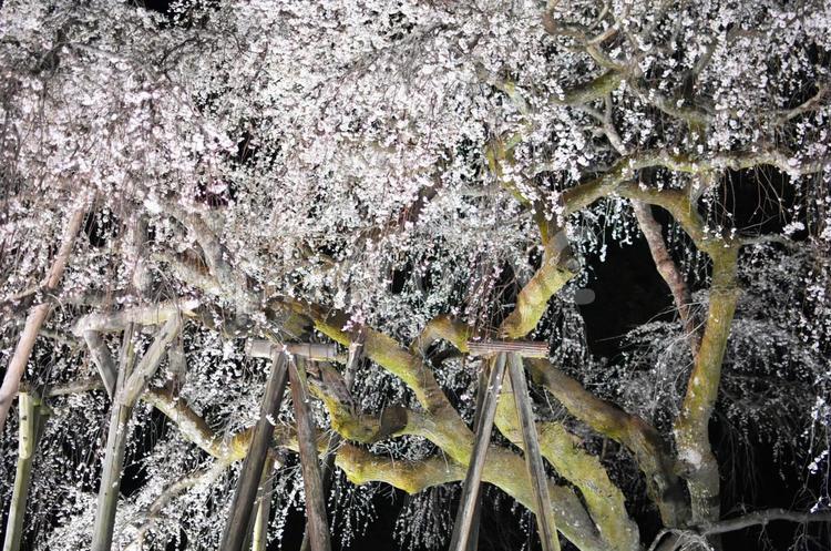 夜桜を観賞すること 奥山田,しだれ桜,ライトアップの写真素材