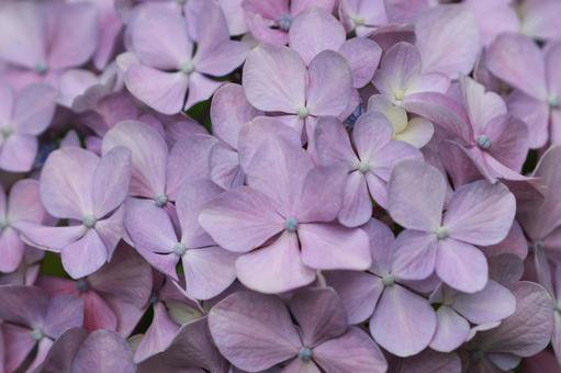 紫陽花 紫陽花,装飾花,ピンクの写真素材