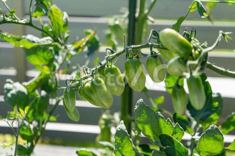 家庭菜園の収穫前のミニトマト ミニトマト,収穫前,夏野菜の写真素材