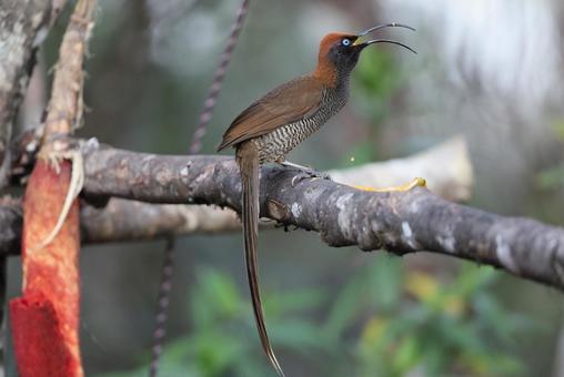 チャイロカマハシフウチョウ チャイロカマハシフウチョウ チャイロカマハシフウチョウ,雌,ゴクラクチョウの写真素材