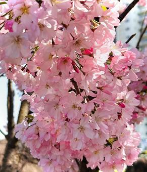 桜 桜の写真