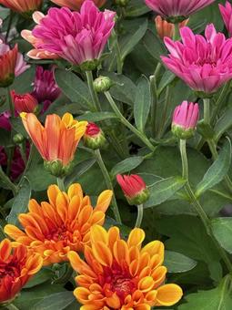 ダリア ダリア,花,植木の写真素材