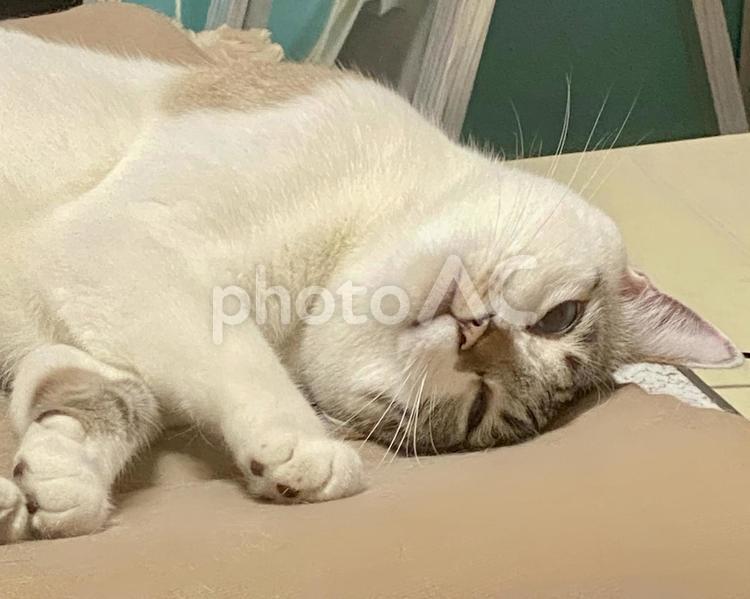 横向きで眠るシャムミックス猫さん 猫,シャムトラ,微睡むの写真素材