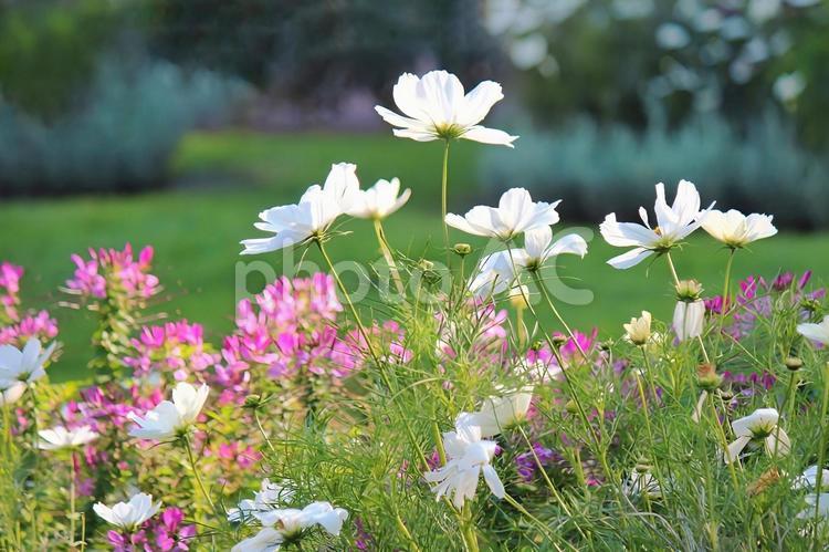 花畑の白いコスモス 2 コスモス,秋桜,花畑の写真素材