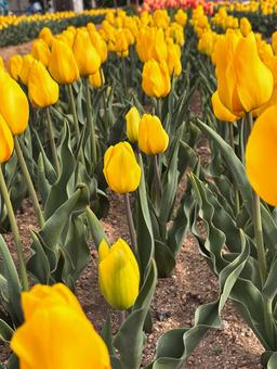 黄色いチューリップの花壇 チューリップ,春,黄の写真素材