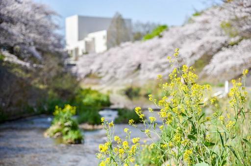 菜の花と桜と川の写真