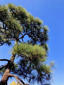 松 松,松の木,針葉の写真素材