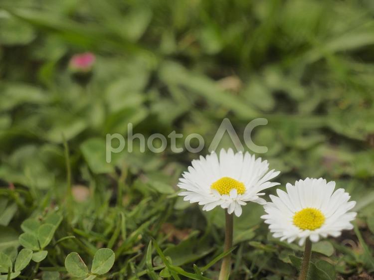 ヒナギク〔デージー〕（北海道札幌市） ヒナギク,デージー,野花の写真素材