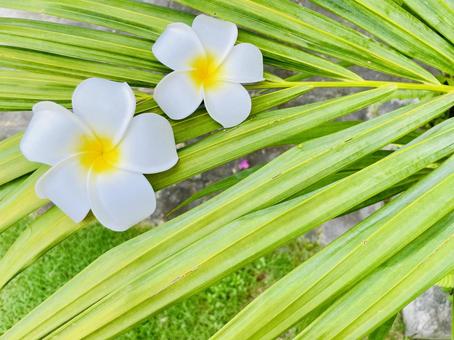 プルメリア プルメリアの写真