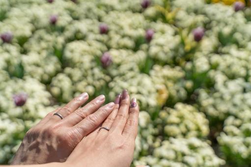 春の花畑で誓う愛の手③ 春の花畑で誓う愛の手③の写真