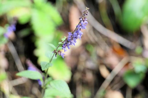 Photo, yamahakka, purple flowers, small flowers, 
