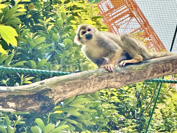木の上を渡るお猿さん 猿,動物園,かわいいの写真素材