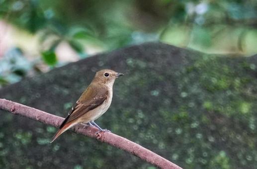 野鳥さん、そろそろお別れかな2 動物,生き物,鳥の写真素材