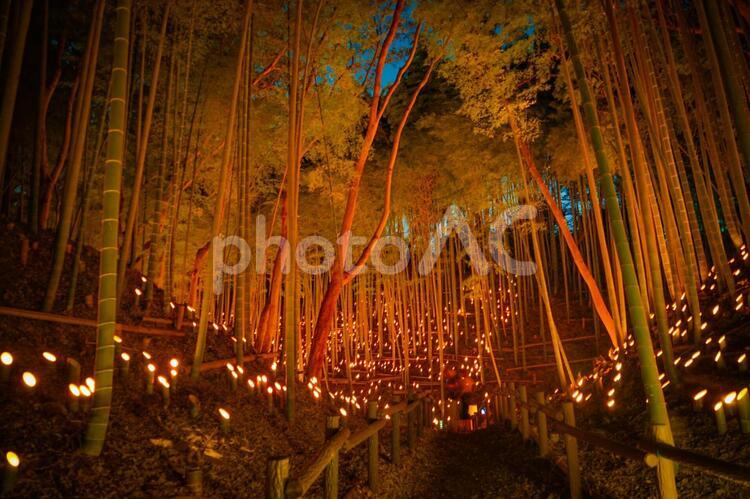 竹林の小径ライトアップ（小机城址市民の森） 竹林,ライトアップ,日本文化の写真素材