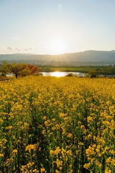 250504飯山市菜の花公園の写真