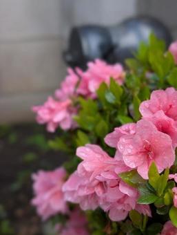 ツツジ (躑躅、映山紅) 5月 雨 ツツジ (躑躅、映山紅) 5月 雨の写真