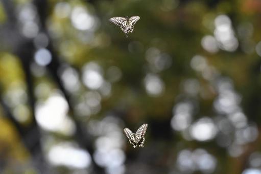 アゲハチョウ ナミアゲハ,蝶,アゲハチョウの写真素材
