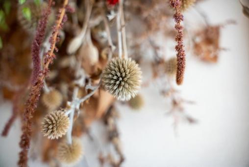 ドライフラワーの繊細な美 ドライフラワー,植物,ナチュラルの写真素材