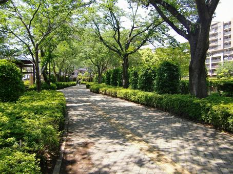 五月の緑風景-1 五月,緑,風景の写真素材