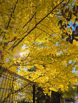 鮮やかな黄色に色づいたイチョウの木 秋,イチョウ,紅葉の写真素材