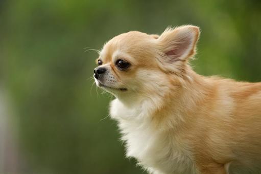 犬のポートレートの写真