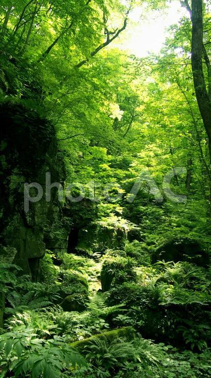 森林イメージ 森,新緑,初夏の写真素材