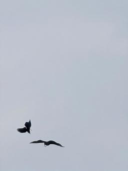 Birds flying in a cloudy sky, JPG Birds flying in a cloudy sky, JPG