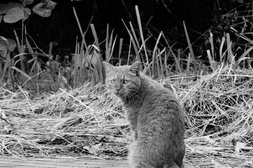 ノラ猫 ノラ猫の写真