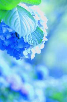 しずくのような紫陽花 しずくのような紫陽花の写真