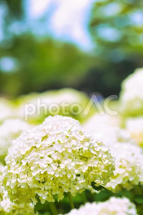 アジサイ　紫陽花　あじさい 6月,紫陽花,2023年の写真素材