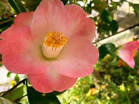 椿♪ 椿,花,フラワーの写真素材