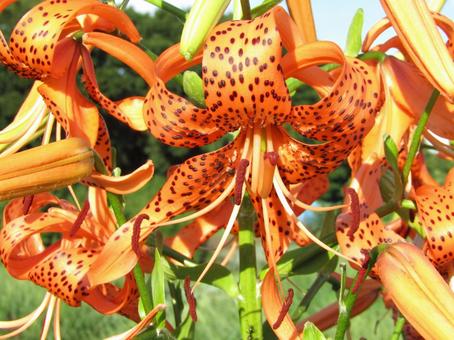 花 植物 花 植物の写真